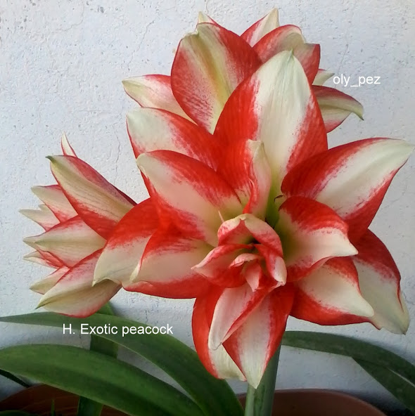 20140205_172958.jpg