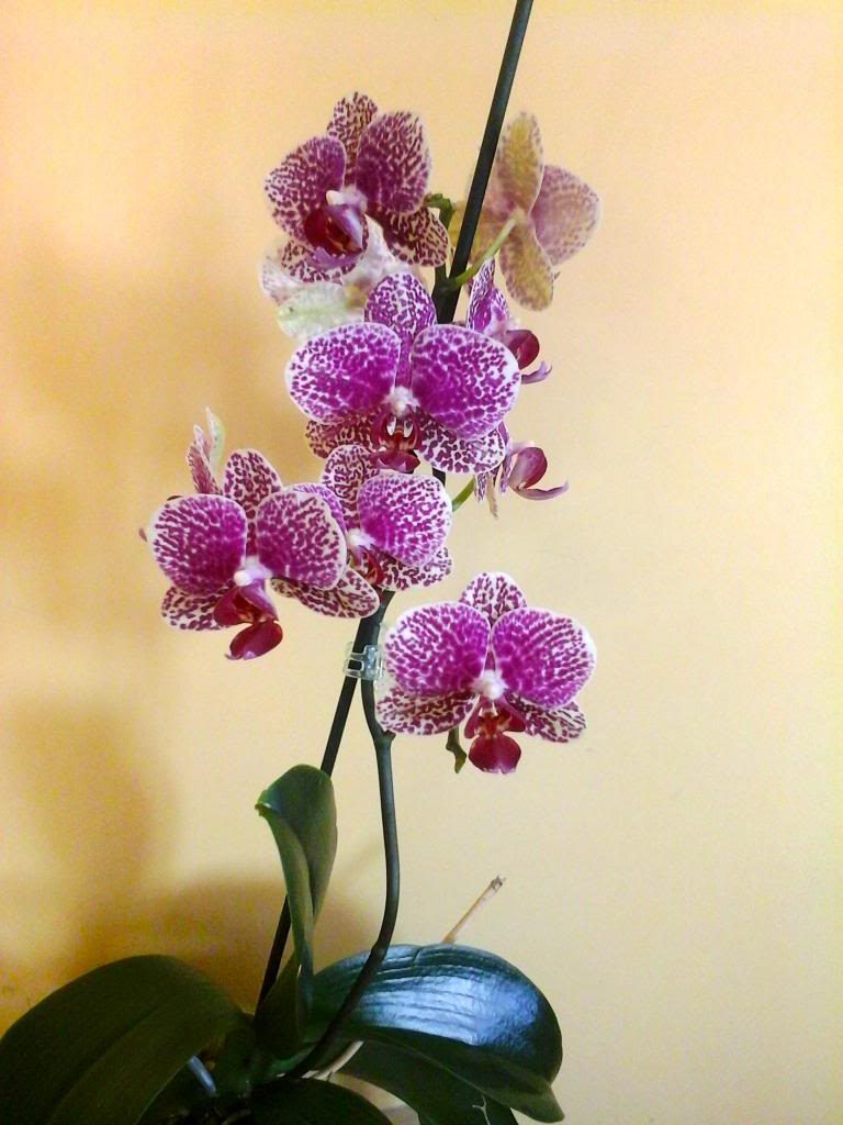 20140405_110600_zps8e1be478.jpg