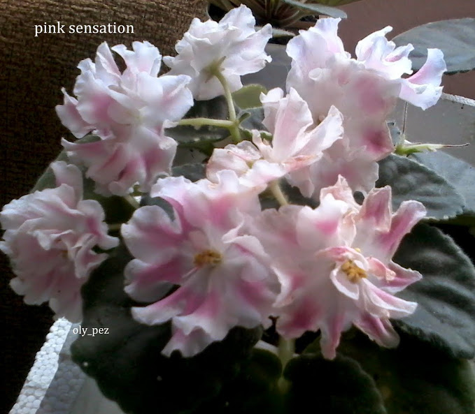 20140412_125524.jpg