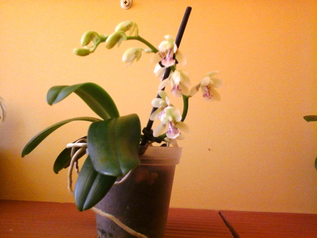 20140413_101351_zpscbf0757b.jpg