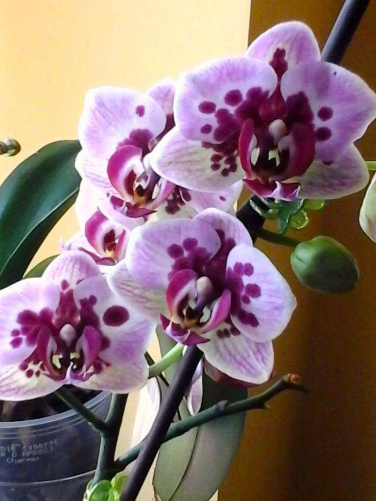 20140413_124753_zpsb61fa83d.jpg