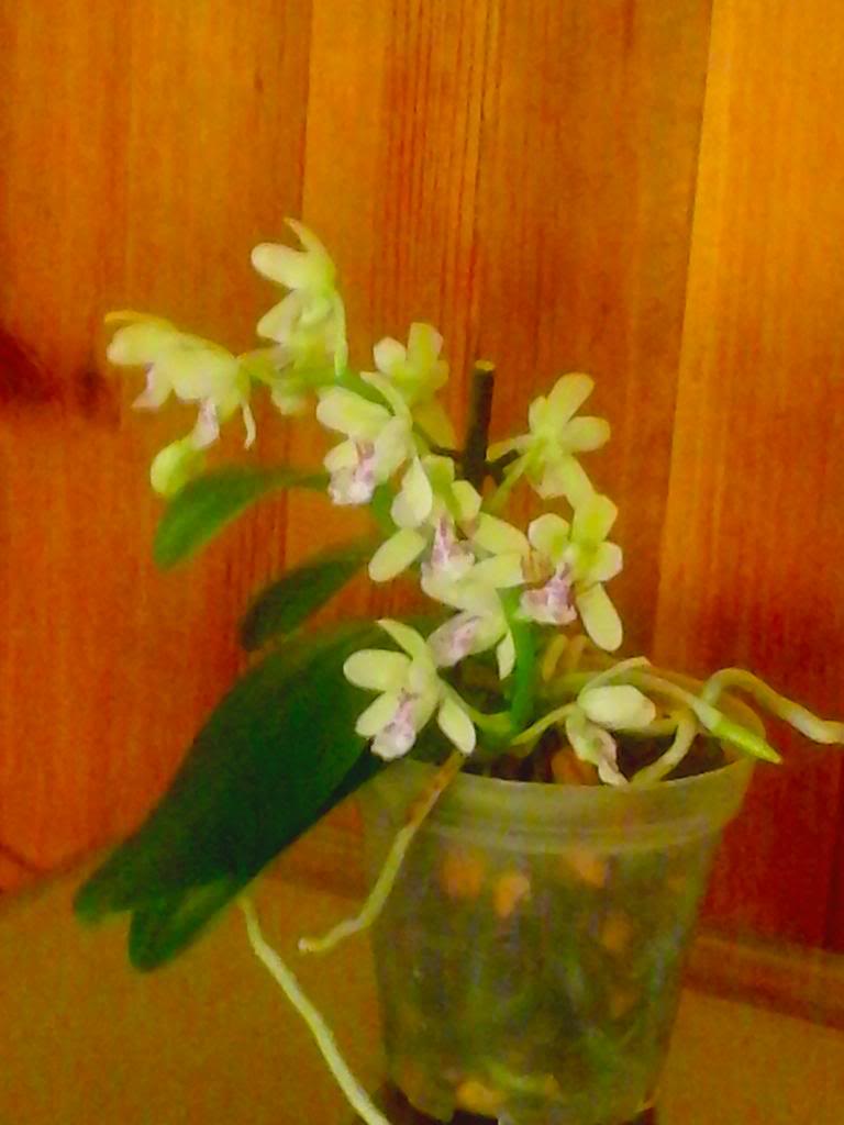 20140419_143212_zps886c56a0.jpg