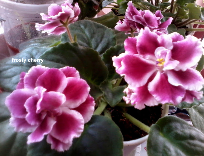 20140522_150255.jpg