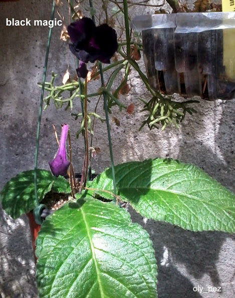 20140524_111054.jpg
