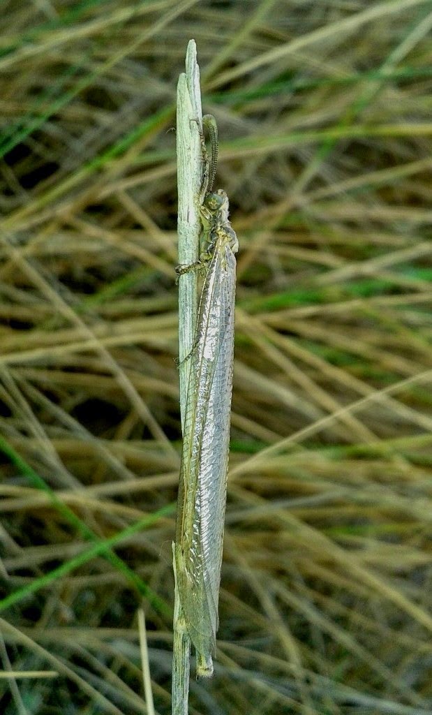 20140531_134823+Creoleon+lugdunensis.jpg