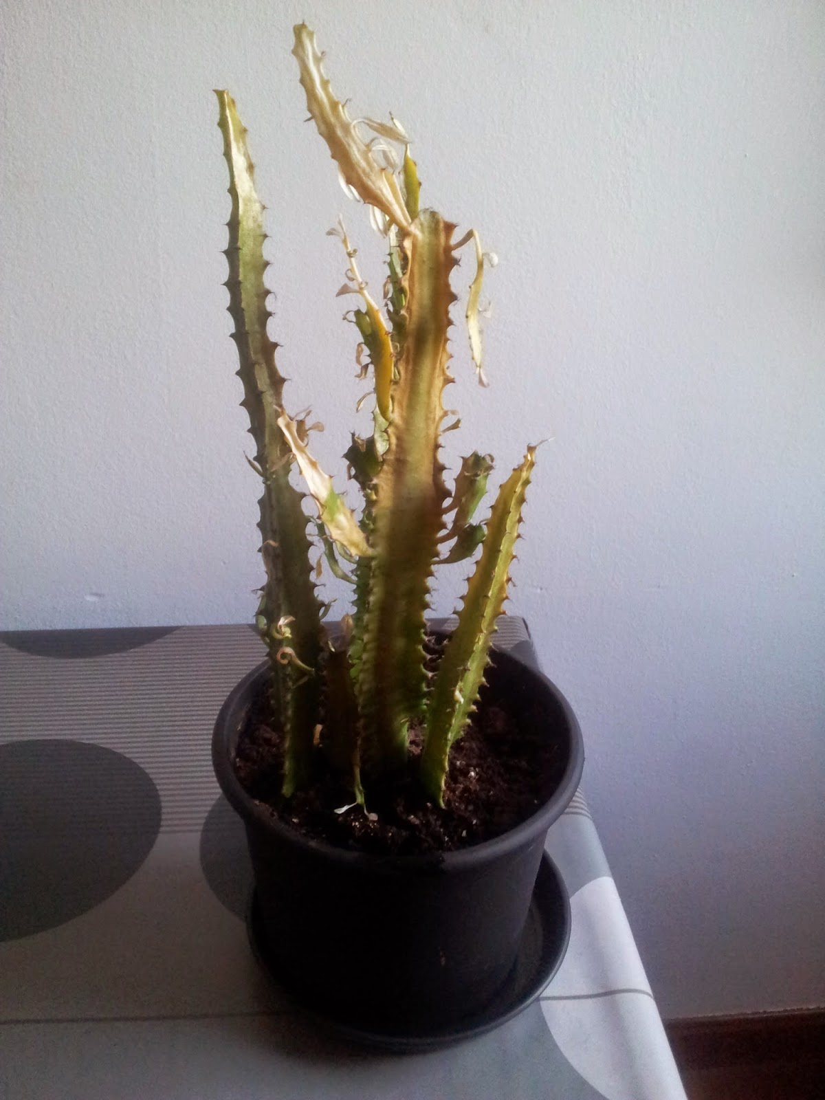 20140603_212705.jpg