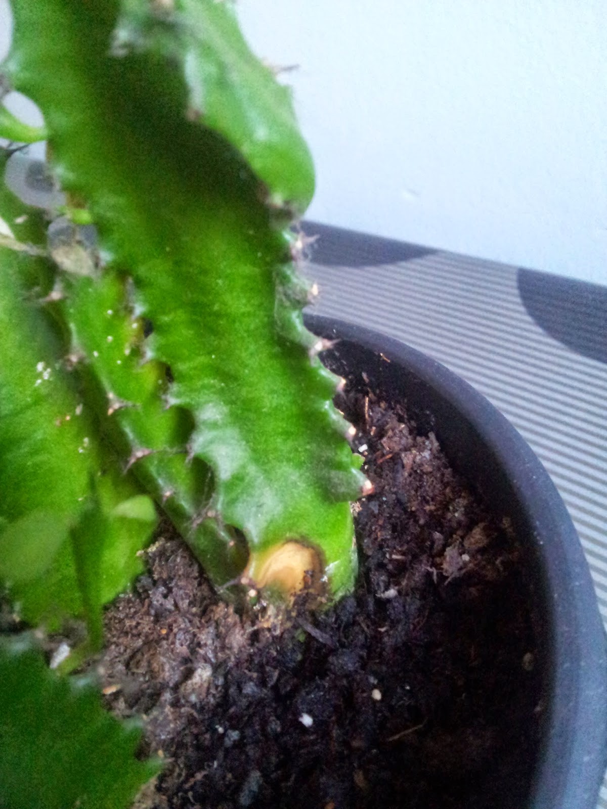 20140603_212734.jpg