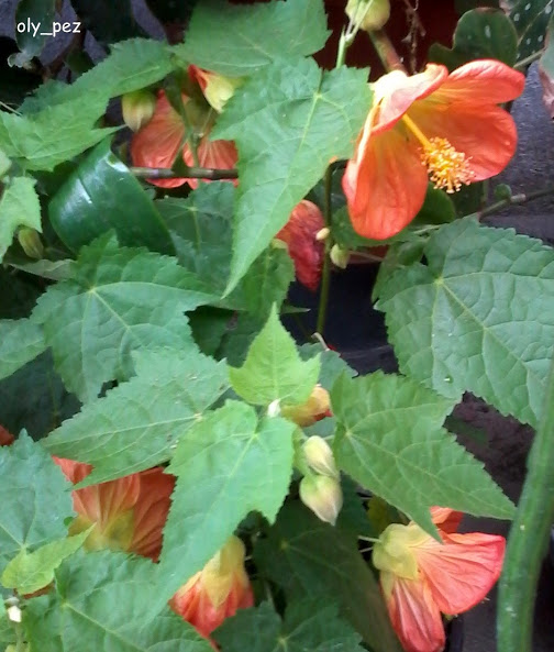 20140608_154246.jpg