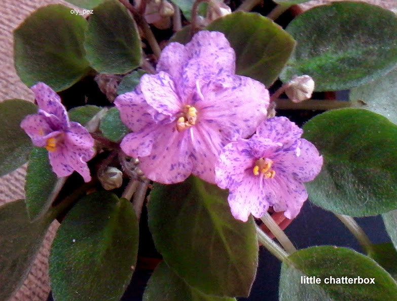 20140613_164908.jpg