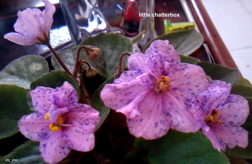 20140613_164946.jpg