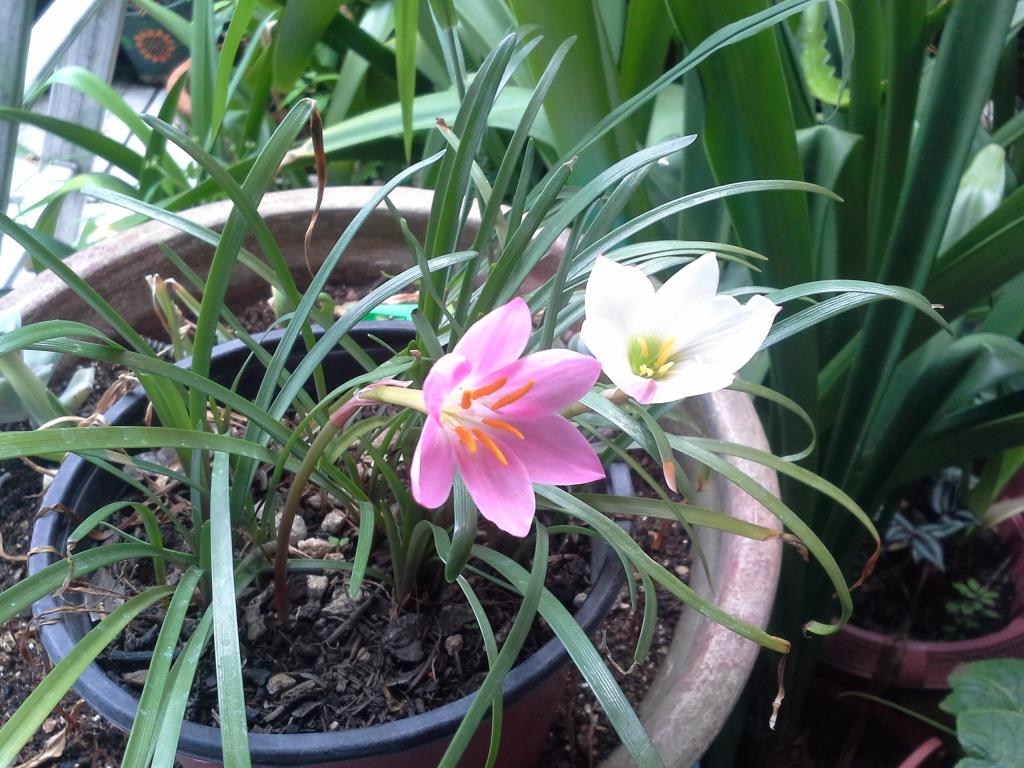 20140629_142920_zpsuoqnhv2m.jpg