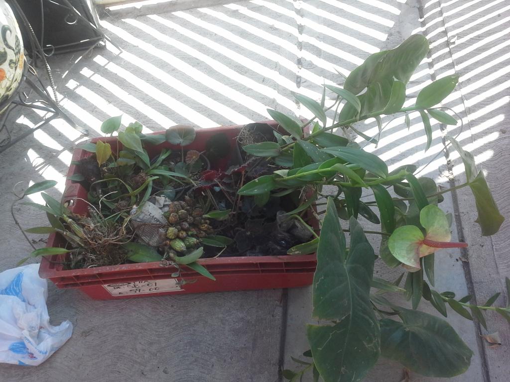 20140713_162935_zpsywyrqmvl.jpg