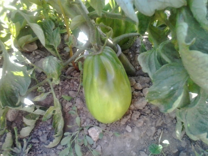 20140721_185235.jpg