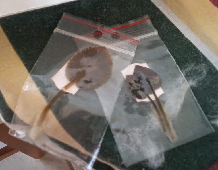 20140722_094046.jpg