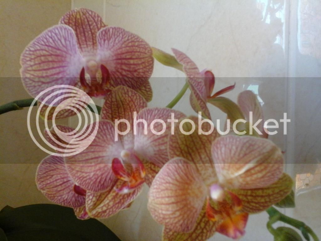 20140727_140015_zps43b3b962.jpg