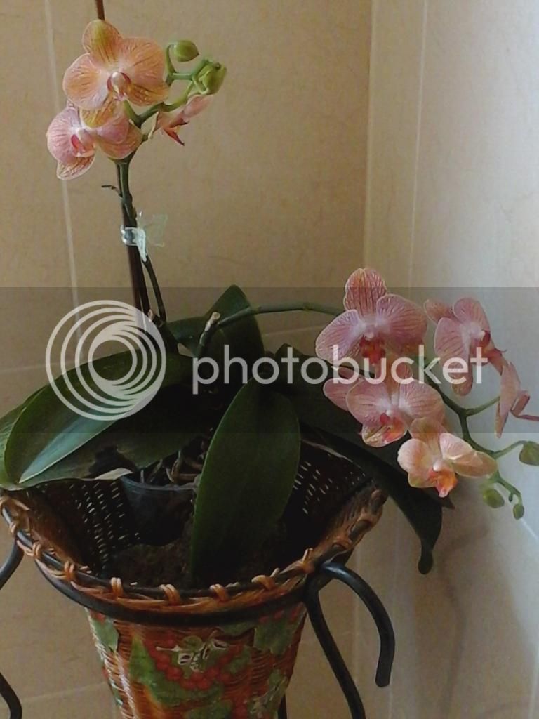 20140727_140304_zps0d252be6.jpg
