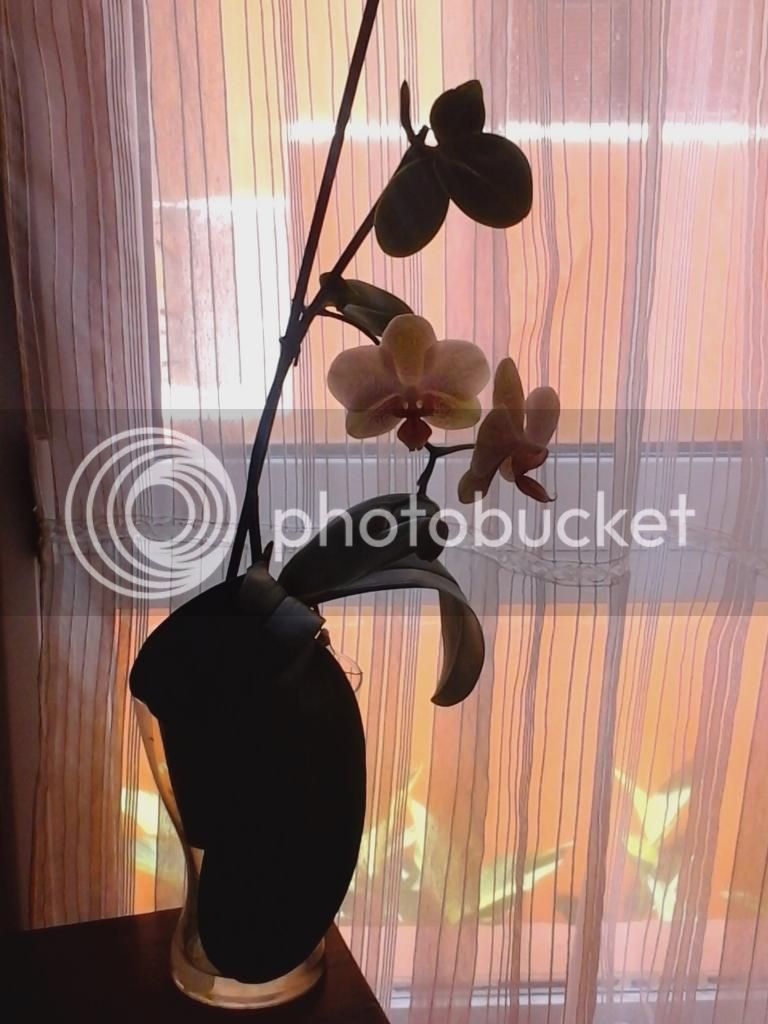 20140727_140538_zps3acef492.jpg