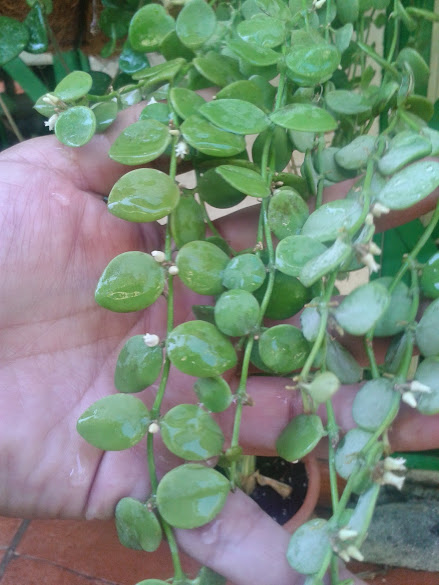 20140801_122438.jpg