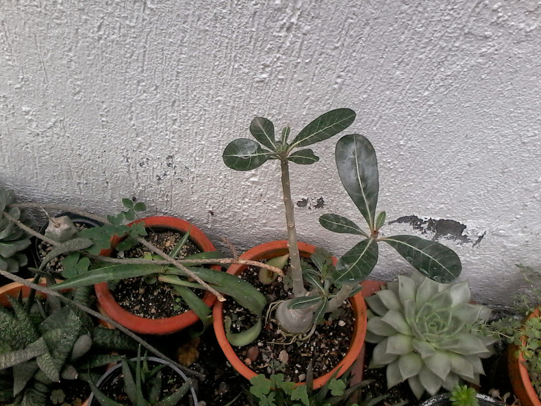 20140831_130847.jpg