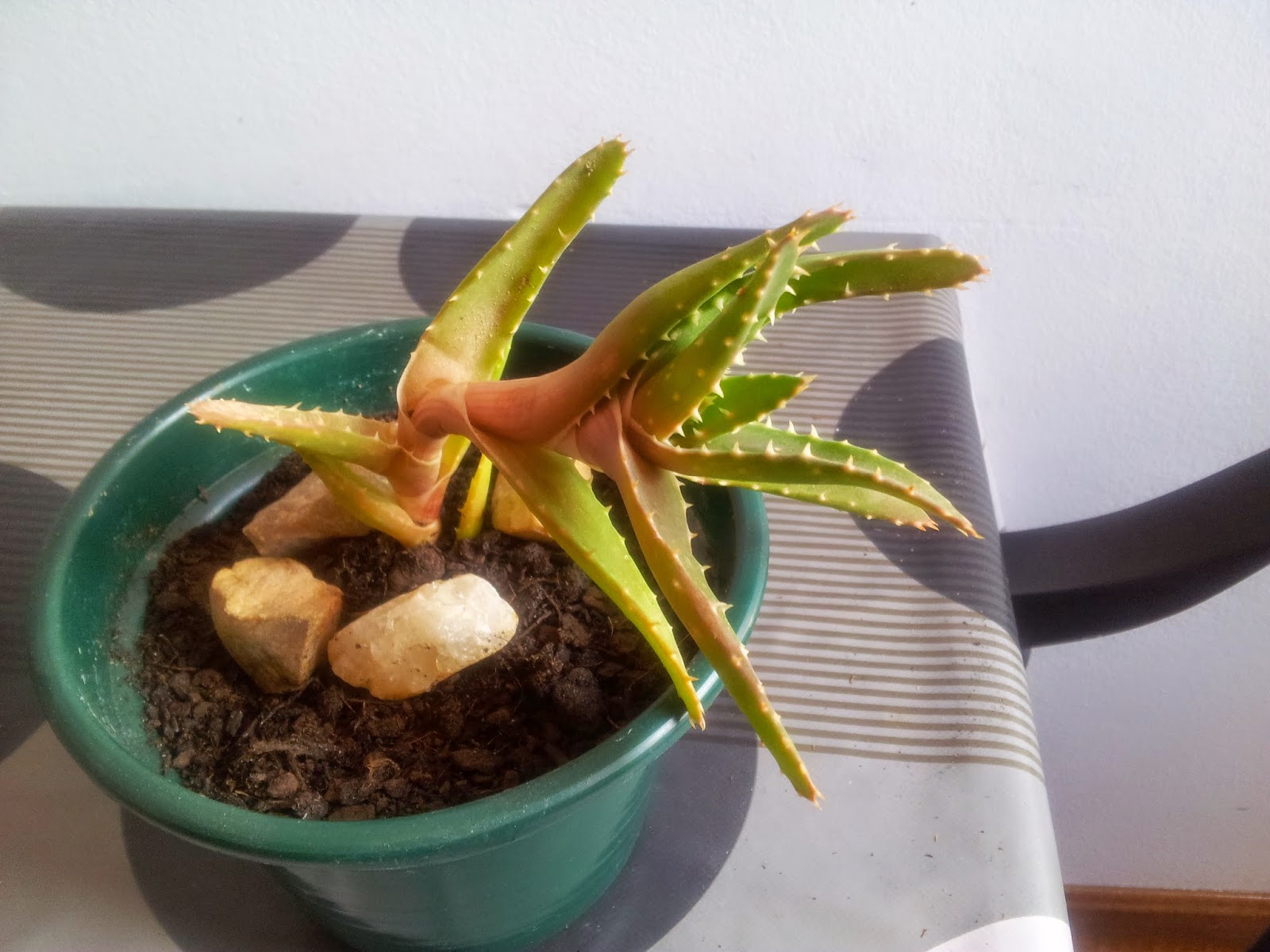 20140916_124257.jpg