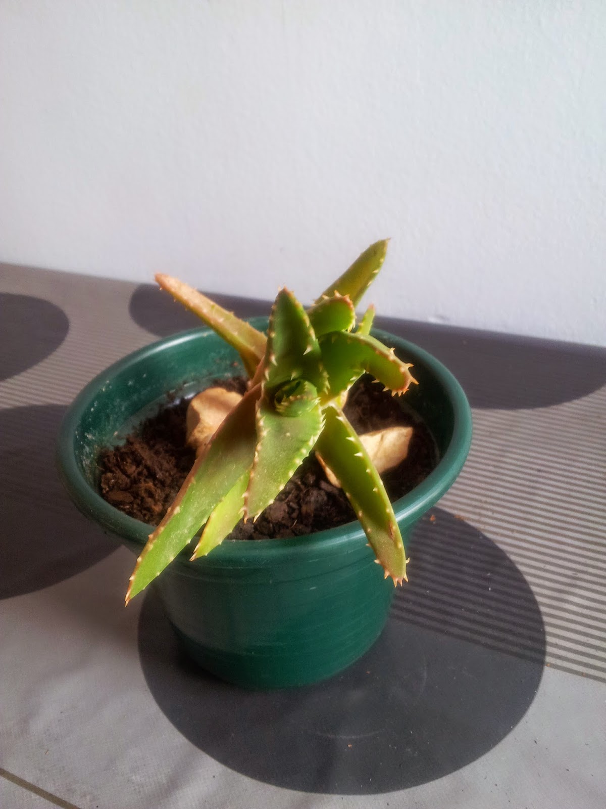 20140916_124307.jpg
