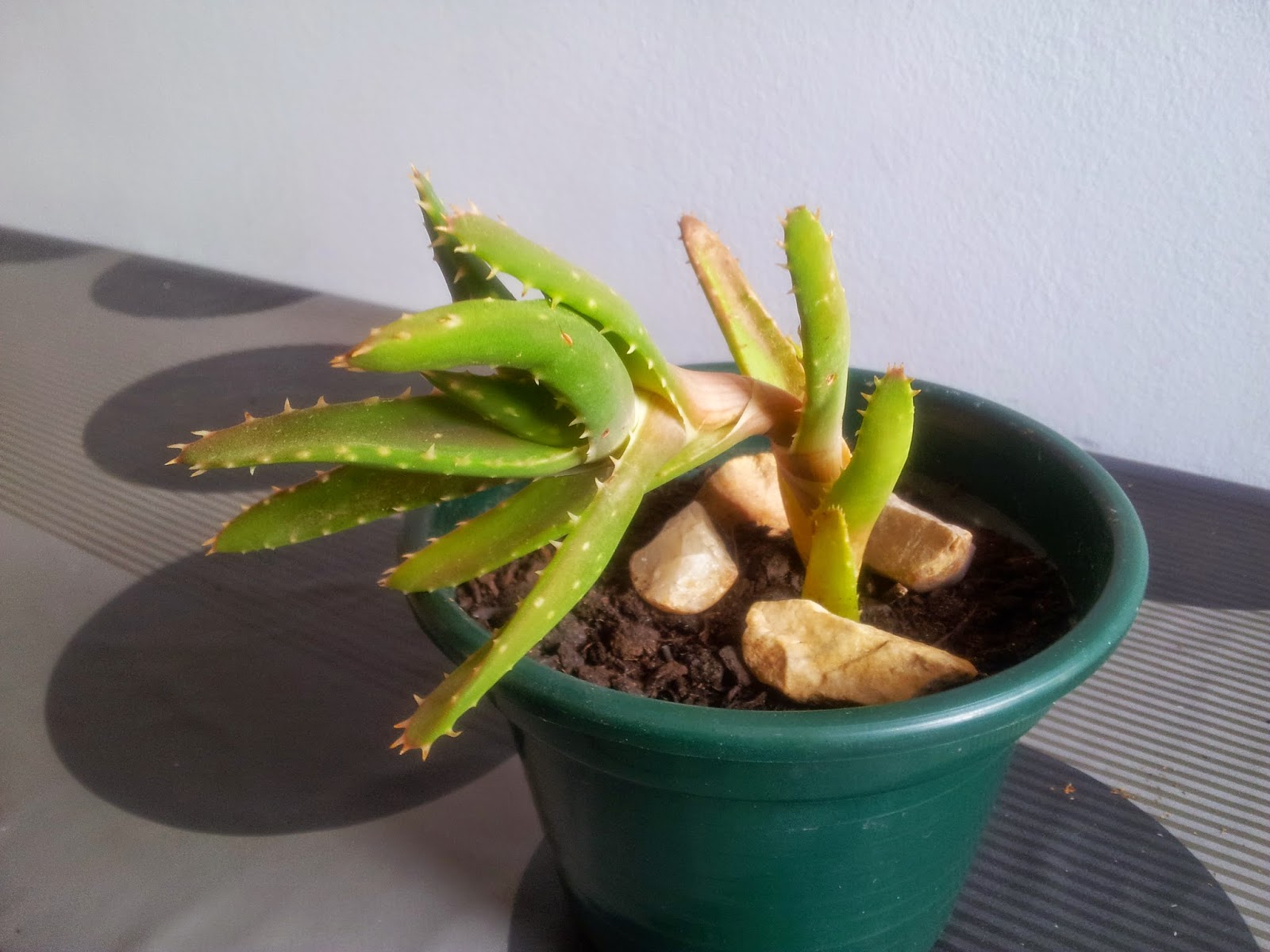 20140916_124313.jpg