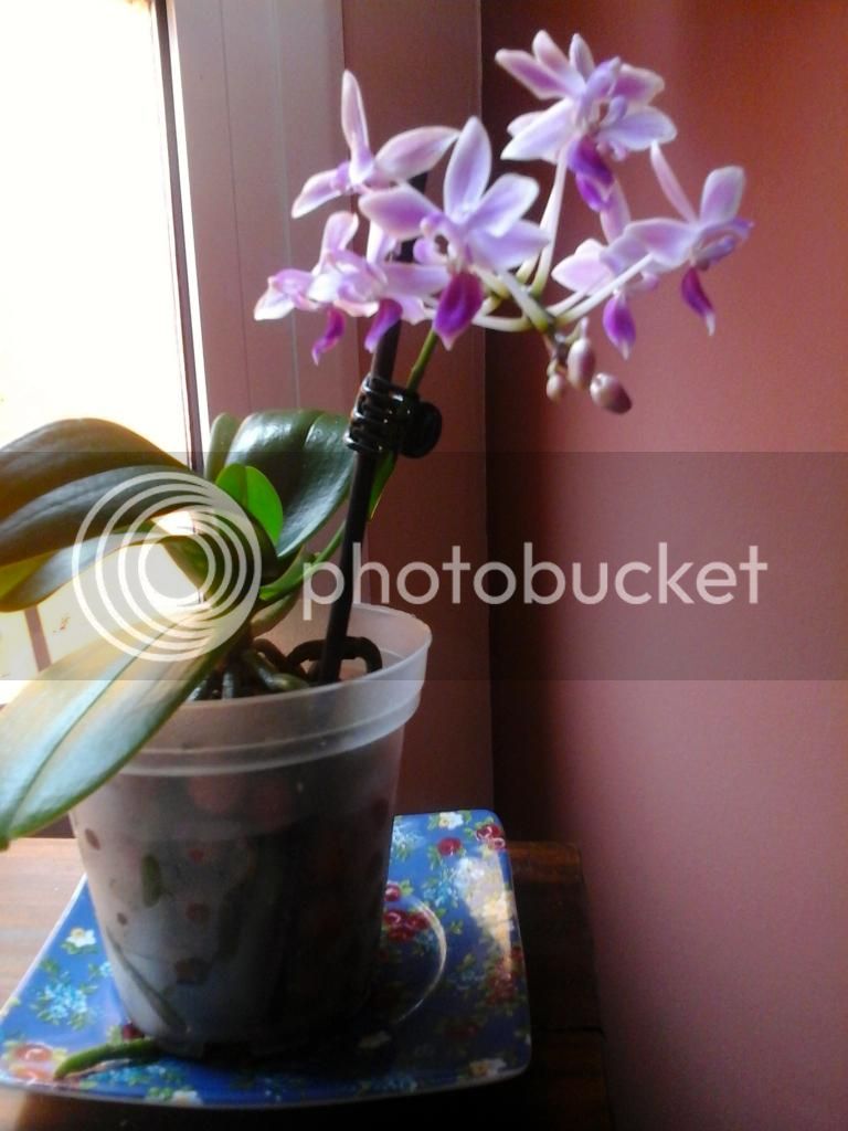 20141005_142853_zps7530bd51.jpg