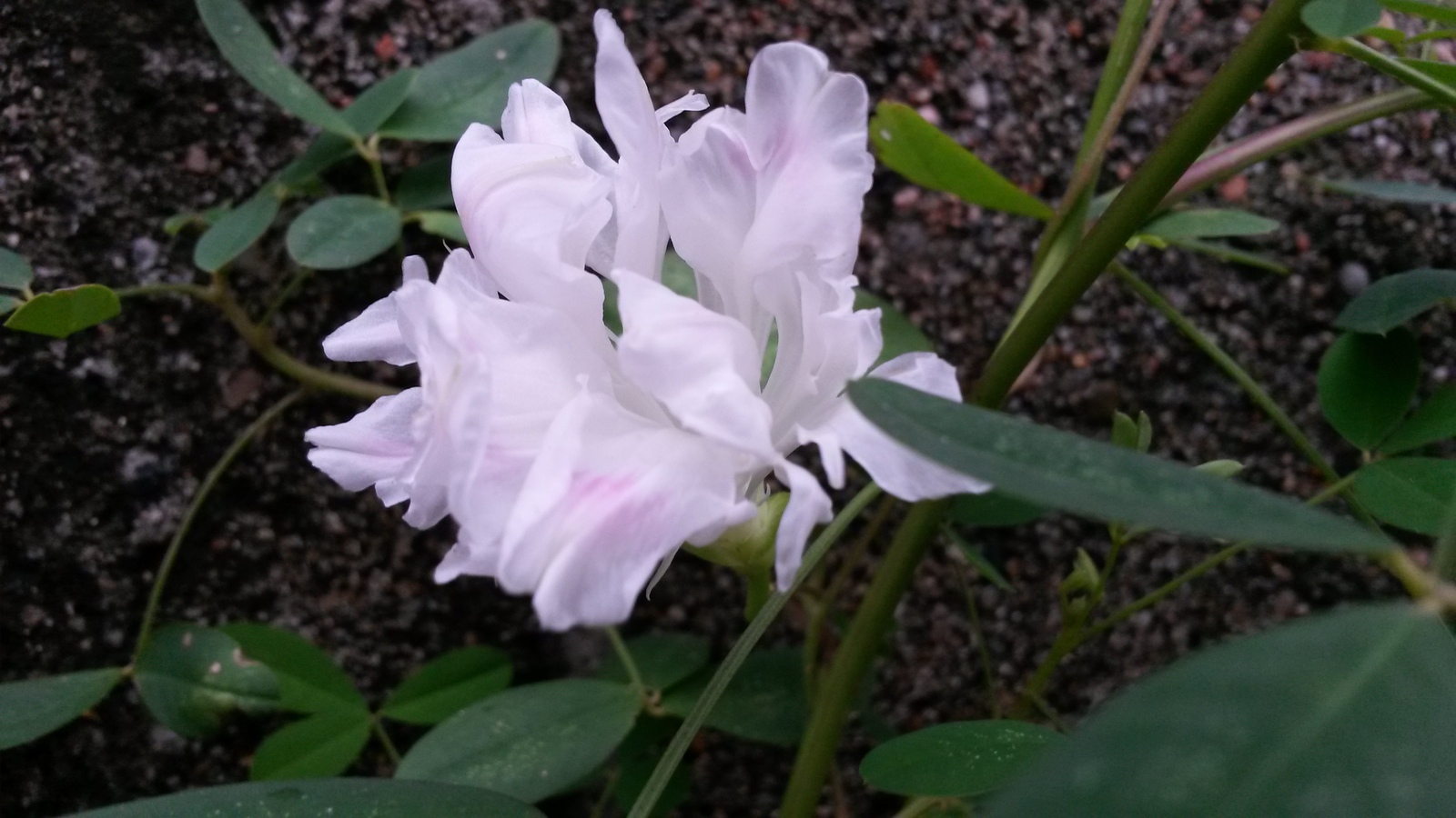 20141125_123716.jpg