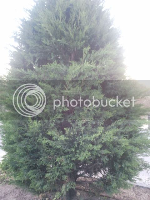 2015-05-07%2020.58.14_zpsahf25l2u.jpg