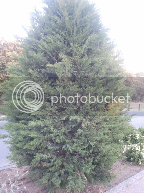 2015-05-07%2020.59.46_zps9yu5fupl.jpg