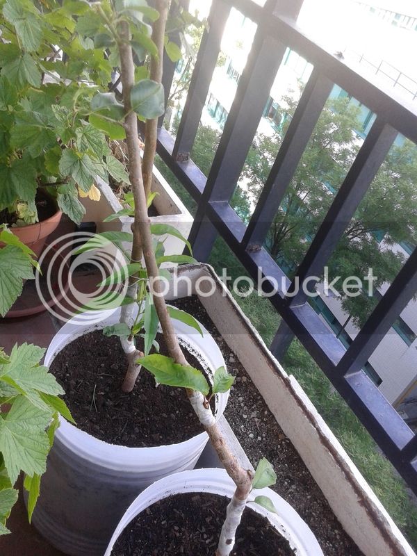 2015-06-11%2019.09.32_zpsib0l1udr.jpg
