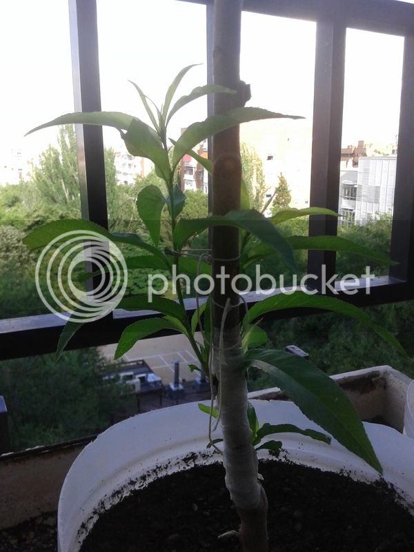 2015-06-11%2019.10.39_zpsdphkb9di.jpg