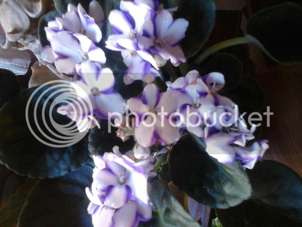 2015-09-29%2018.53.51_zpsx2tqt7zo.jpg