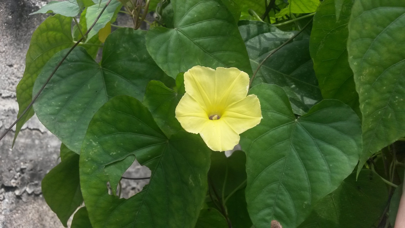 20150130_111855.jpg