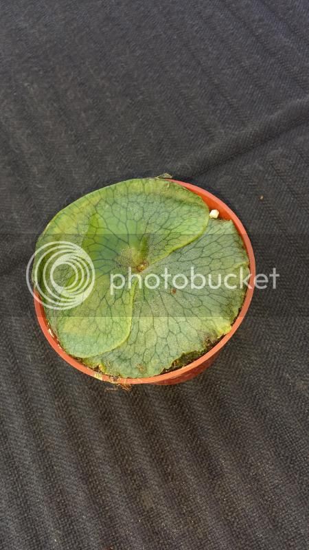 20150205_101000_zps493d0eb7.jpg