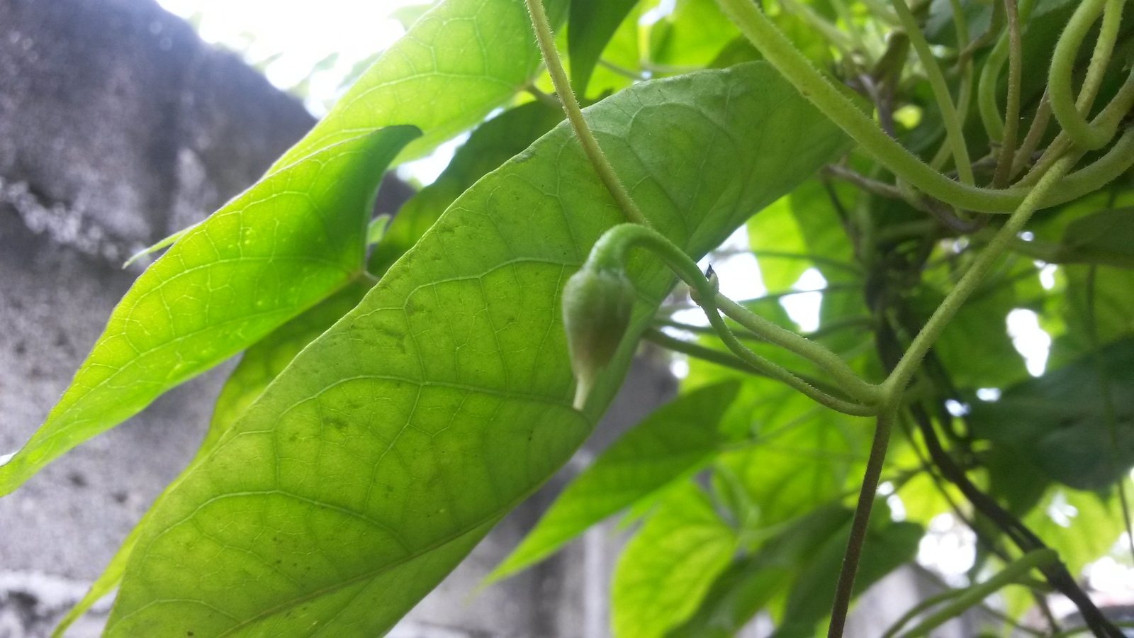 20150207_131107.jpg