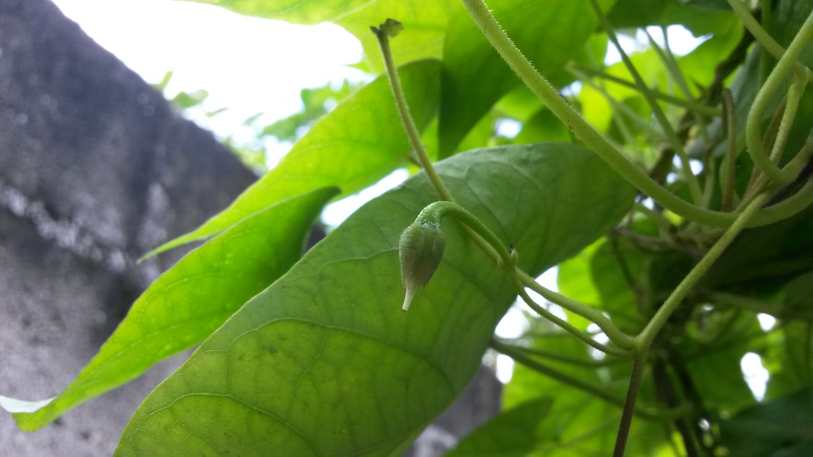 20150207_131143.jpg