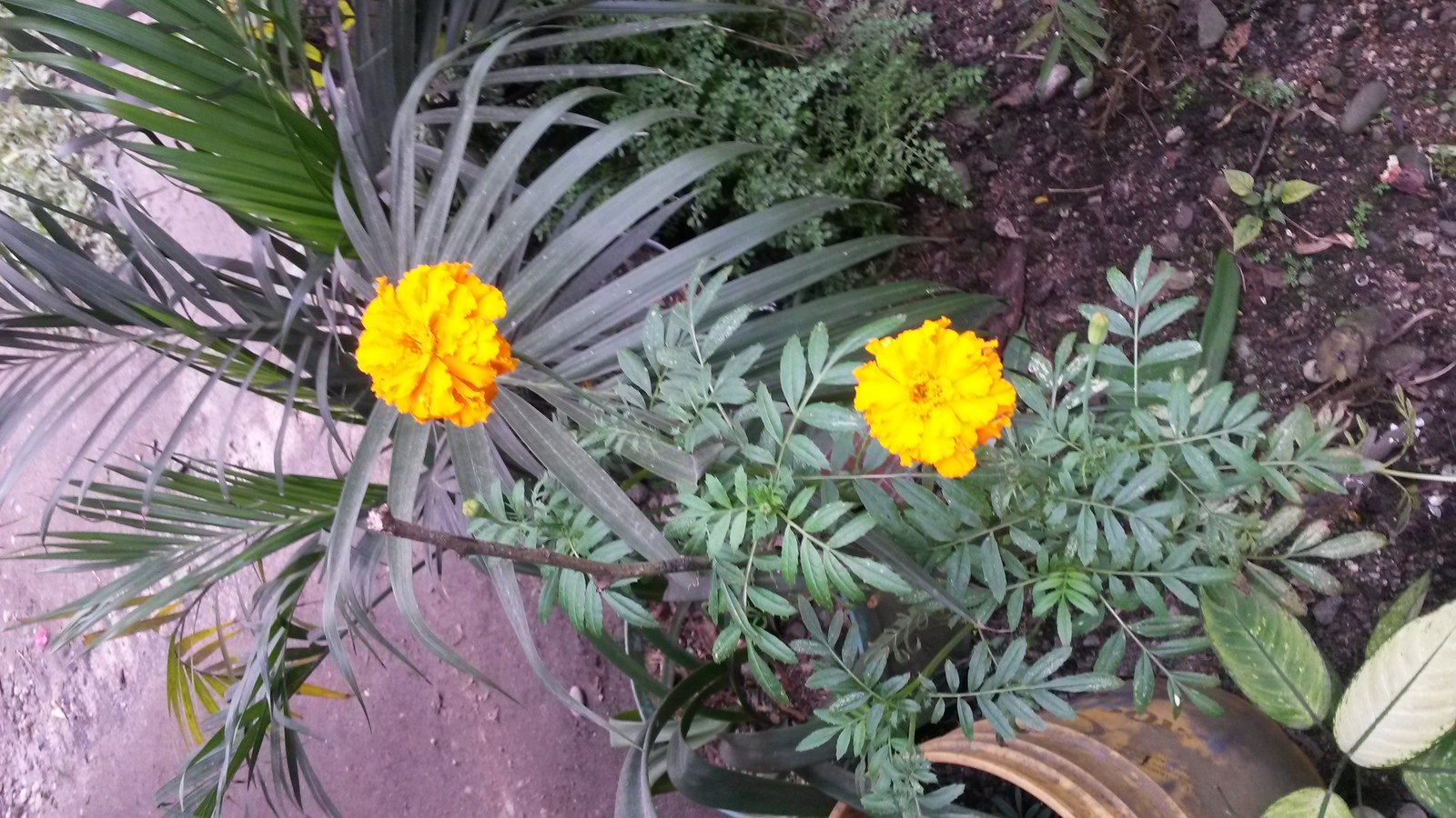 20150207_163817.jpg