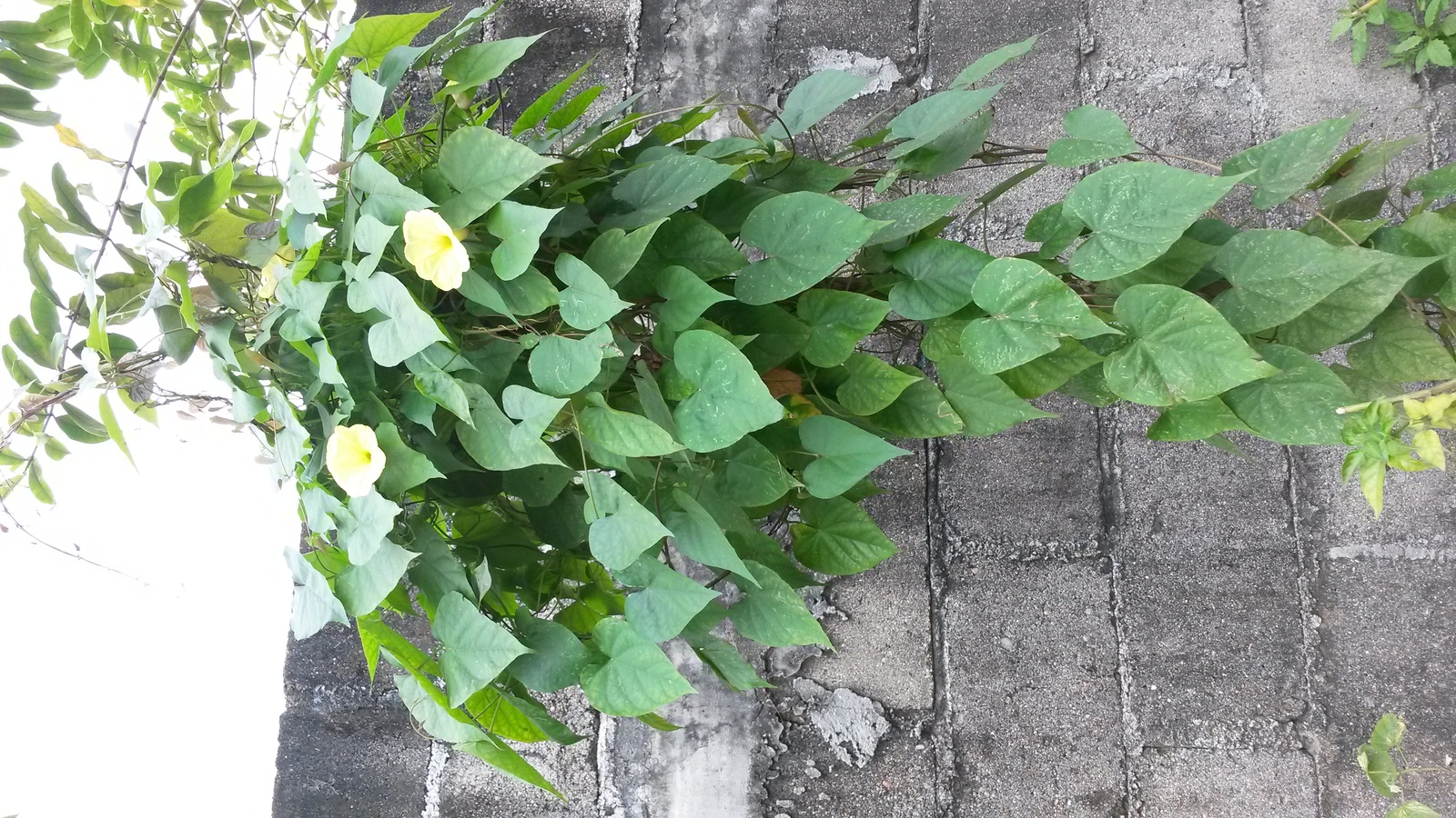20150213_100832.jpg