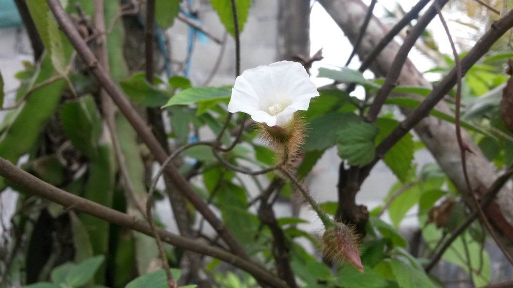 20150214_120158.jpg