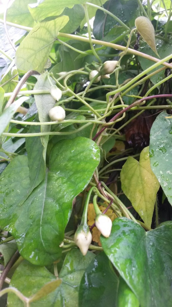20150308_111033.jpg