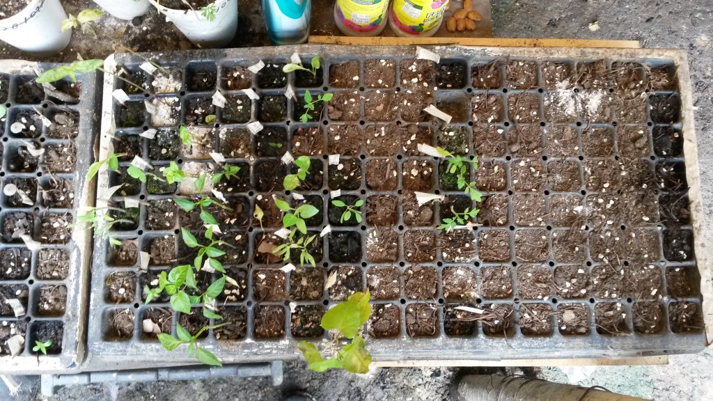20150308_112039.jpg