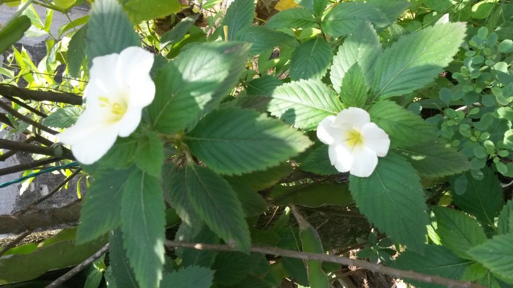 20150319_115747.jpg