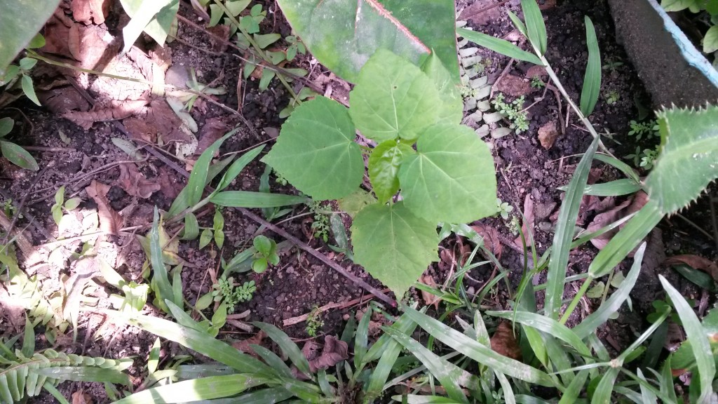 20150330_144457.jpg