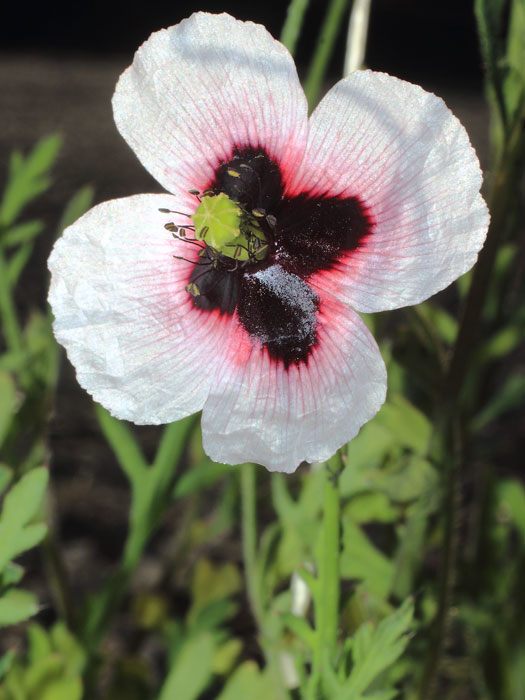 20150408_papaver_lecoqii_01.jpg