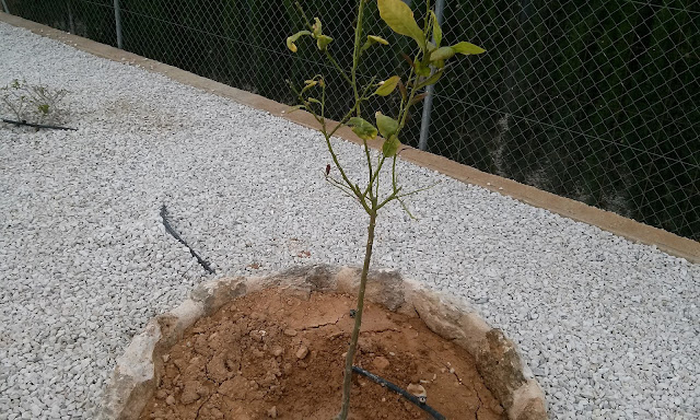 20150411_164958.jpg