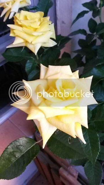 20150419_192818_zps0ec6mrrw.jpg