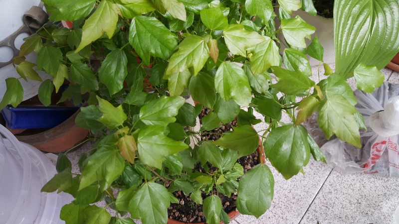 20150510.jpg