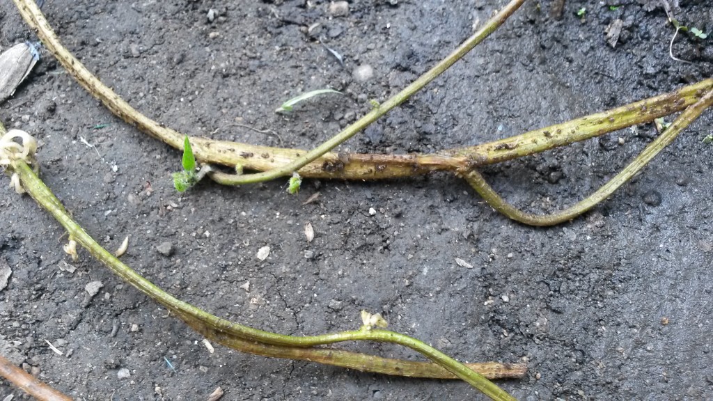20150519_173053.jpg