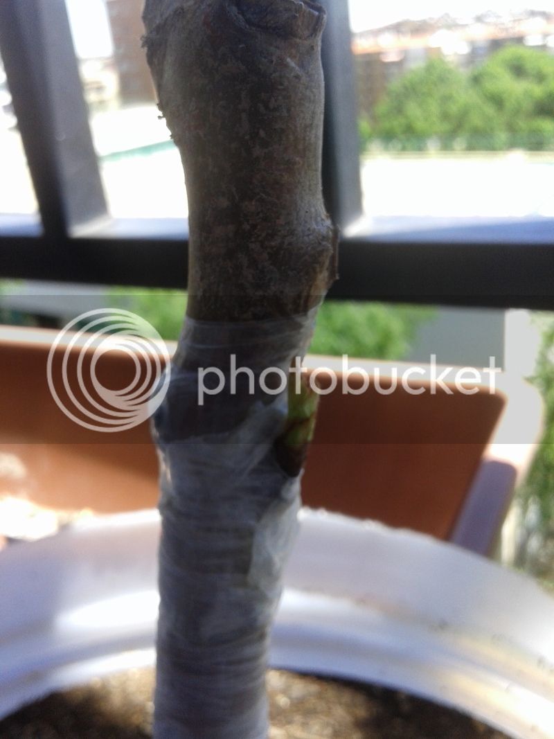 20150522_133524_zpskikrrn46.jpg